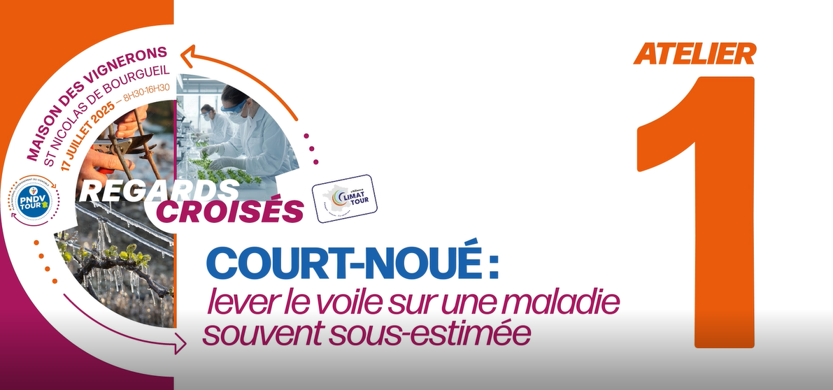 Le court-noué : une maladie sous-estimée