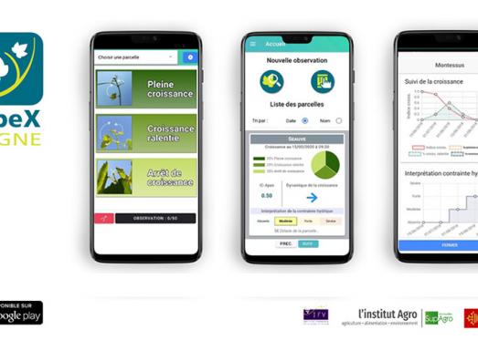 Application ApeX-Vigne pour estimer la contrainte hydrique