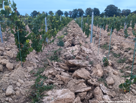 Réussir ses plantations : c’est maintenant !