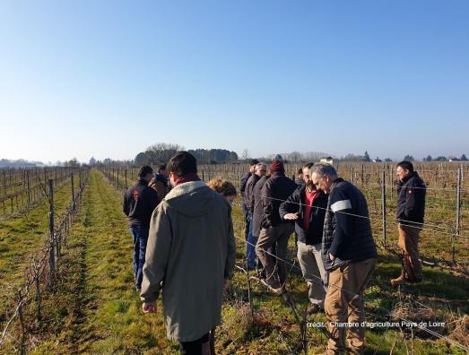 Retour sur la formation  « Mettre en place un vignoble dédié à la production en IGP »