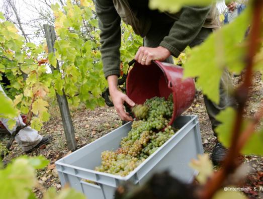 Crémants de Loire : attention aux teneurs élevées en cuivre !