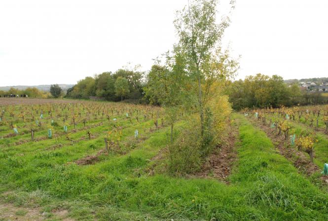 Agroforesterie : le VinOpôle veut apporter des réponses 