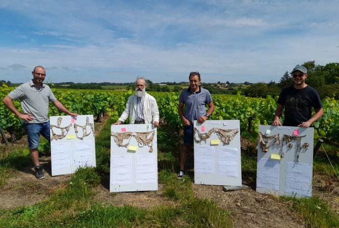 Le « test du slip » pour évaluer l’activité biologique des sols 