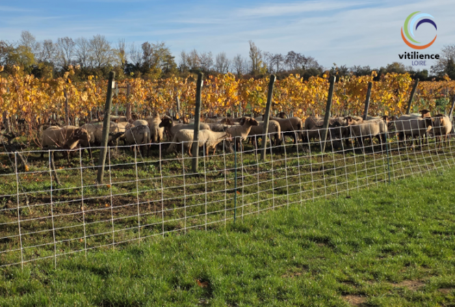 Oies ou moutons dans les vignes : l’écopâturage comme alternative à la tonte ?