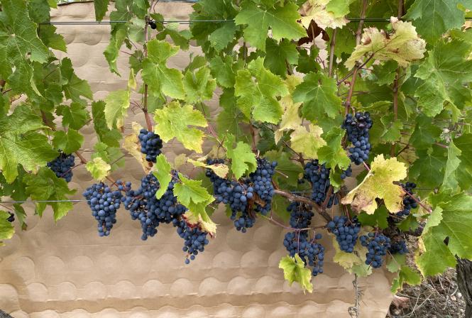 La mise en réserve, clé de la performance des vignes !