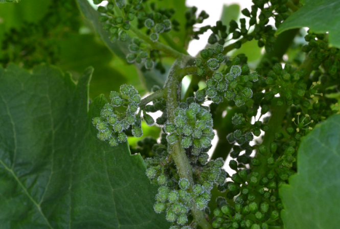 Publication de la note technique nationale OSCAR 2026