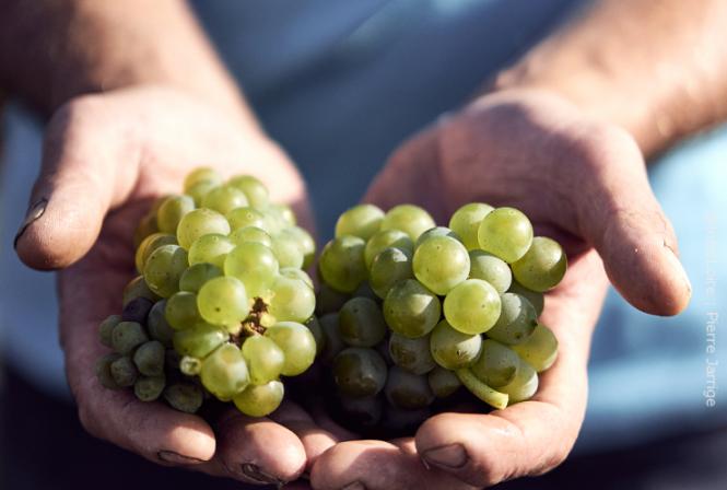 Qualité et hétérogénéité pour les premiers raisins blancs récoltés