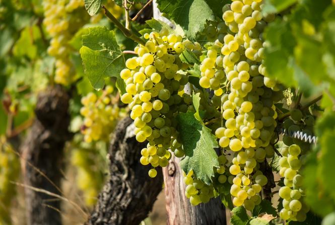 Le chenin plébiscité à l'international
