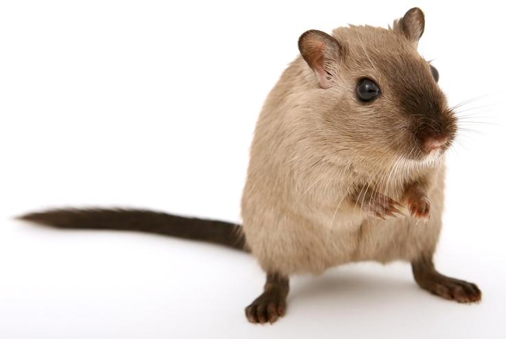 Le Gout De Souris Une Deviation Aromatique Encore Meconnue Techniloire