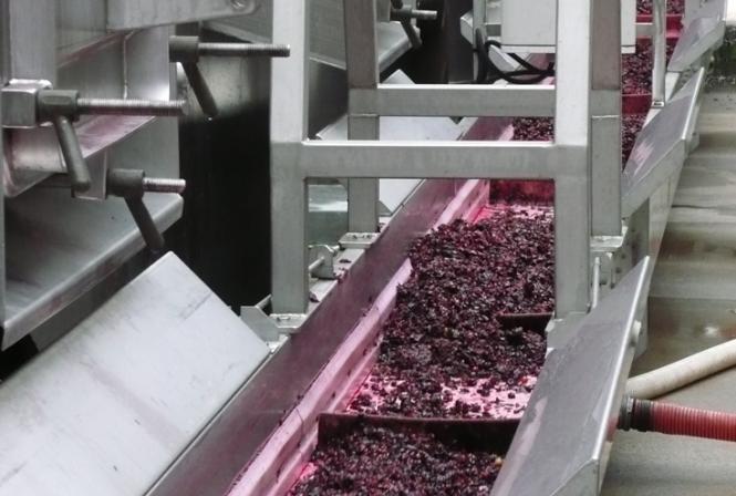 Cabernets francs 2016 : attention aux extractions et au démarrage des fermentations malolactiques