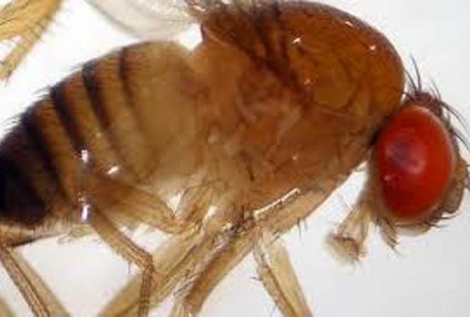 Drosophila suzukii au vignoble