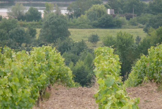 Le GiESCO se penche sur la viticulture durable