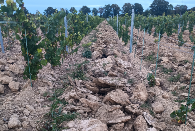 Réussir ses plantations : c’est maintenant !