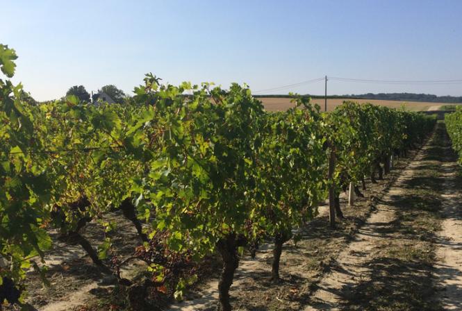 Evolution climatique : incidences sur le vignoble Centre-Loire