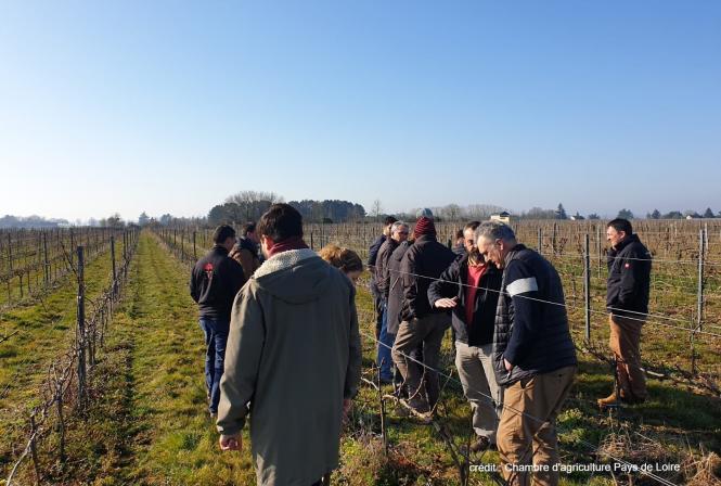 Retour sur la formation  « Mettre en place un vignoble dédié à la production en IGP »