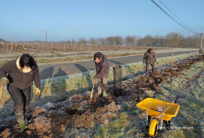 GIEE Viti-biodiv en Layon : trois ans d’engagement pour la biodiversité