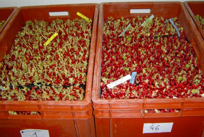 Qualité des plants de vigne produits en France : où en est-on ?