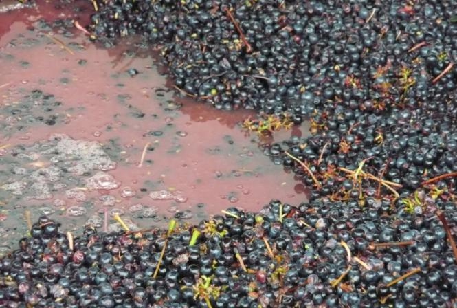 Acidification des moûts et des vins : pratique et réglementation