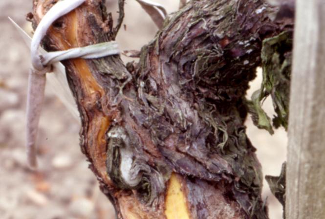 Etude de l’impact des maladies du bois sur le rendement et la qualité des vins