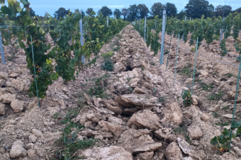 Réussir ses plantations : c’est maintenant !