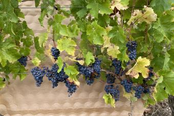 La mise en réserve, clé de la performance des vignes !