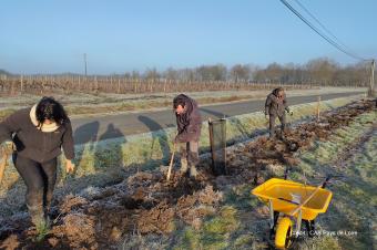 GIEE Viti-biodiv en Layon : trois ans d’engagement pour la biodiversité