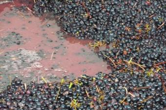 Acidification des moûts et des vins : pratique et réglementation