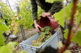 Crémants de Loire : attention aux teneurs élevées en cuivre !