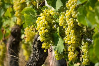 Le chenin plébiscité à l'international